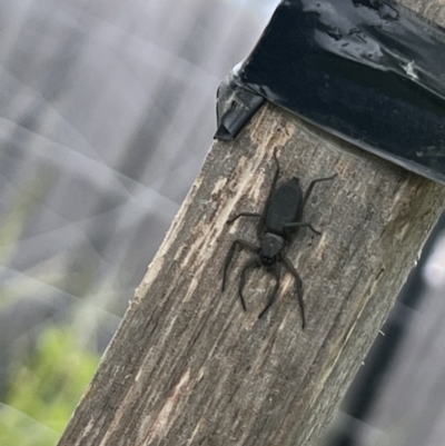 Hemicloea sp. (genus) (Flat bark spider) at Murrumbateman, NSW - 13 Nov 2022 by amiessmacro