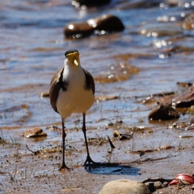 Vanellus miles (Masked Lapwing) at Moollattoo, NSW - 22 Sep 2019 by JimL