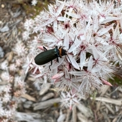 Chauliognathus lugubris (Plague Soldier Beetle) at Molonglo Valley, ACT - 5 Nov 2022 by AndyRussell
