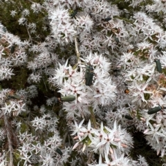 Chauliognathus lugubris at Molonglo Valley, ACT - 5 Nov 2022