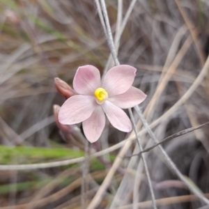 Thelymitra carnea at Bruce, ACT - suppressed