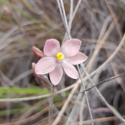Thelymitra carnea (Tiny Sun Orchid) at Black Mountain - 7 Nov 2022 by Jo