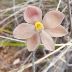 Thelymitra carnea at Bruce, ACT - suppressed