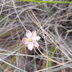 Thelymitra carnea at Bruce, ACT - suppressed