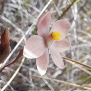 Thelymitra carnea at Bruce, ACT - 7 Nov 2022