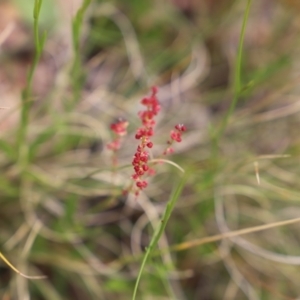 Rumex acetosella at Mount Clear, ACT - 24 Jan 2022