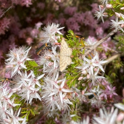 Scopula rubraria (Reddish Wave, Plantain Moth) at Sth Tablelands Ecosystem Park - 5 Nov 2022 by AndyRussell