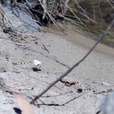 Pieris rapae (Cabbage White) at Paddys River, ACT - 5 Jan 2021 by JimL