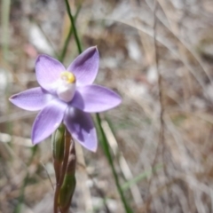 Thelymitra pauciflora (Slender Sun Orchid) at Black Mountain - 6 Nov 2022 by Jo