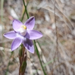 Thelymitra pauciflora (Slender Sun Orchid) at Bruce, ACT - 7 Nov 2022 by Jo