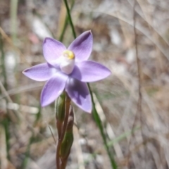 Thelymitra pauciflora at Bruce, ACT - 7 Nov 2022