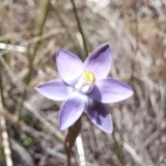 Thelymitra pauciflora at Bruce, ACT - 7 Nov 2022