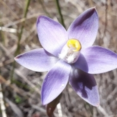 Thelymitra pauciflora at Bruce, ACT - 7 Nov 2022