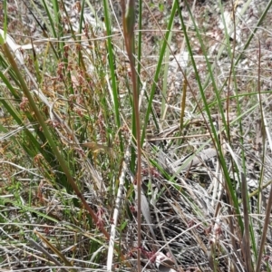 Thelymitra pauciflora at Bruce, ACT - 7 Nov 2022