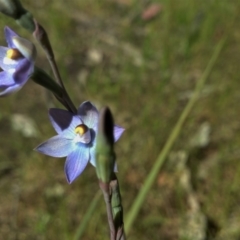 Thelymitra sp. (pauciflora complex) (Sun Orchid) at Kambah, ACT - 12 Nov 2022 by BarrieR