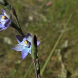 Thelymitra sp. (pauciflora complex) at Kambah, ACT - suppressed