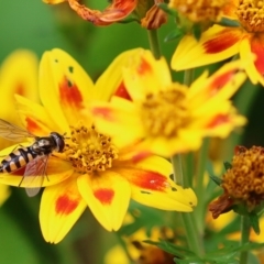 Melangyna viridiceps (Hover fly) at Wodonga, VIC - 13 Nov 2022 by KylieWaldon