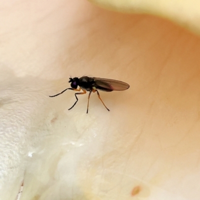 Ephydridae (family) (Shore or Brine fly) at Wodonga, VIC - 13 Nov 2022 by KylieWaldon