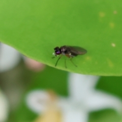 Ephydridae (family) at Wodonga, VIC - 13 Nov 2022 11:30 AM