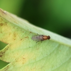 Sapromyza sp. (genus) (A lauxaniid fly) at Wodonga - 13 Nov 2022 by KylieWaldon