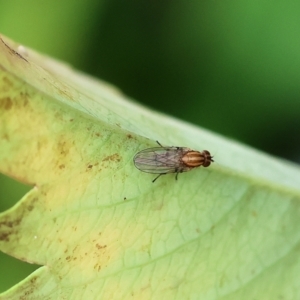 Sapromyza sp. (genus) at Wodonga, VIC - 13 Nov 2022
