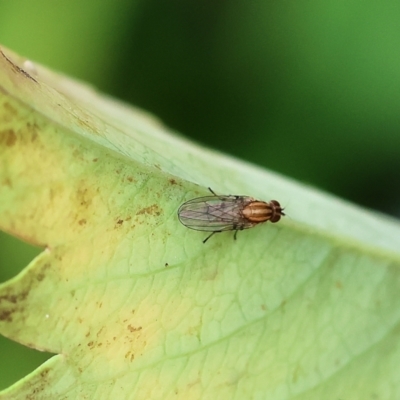 Sapromyza sp. (genus) (A lauxaniid fly) at Wodonga, VIC - 13 Nov 2022 by KylieWaldon