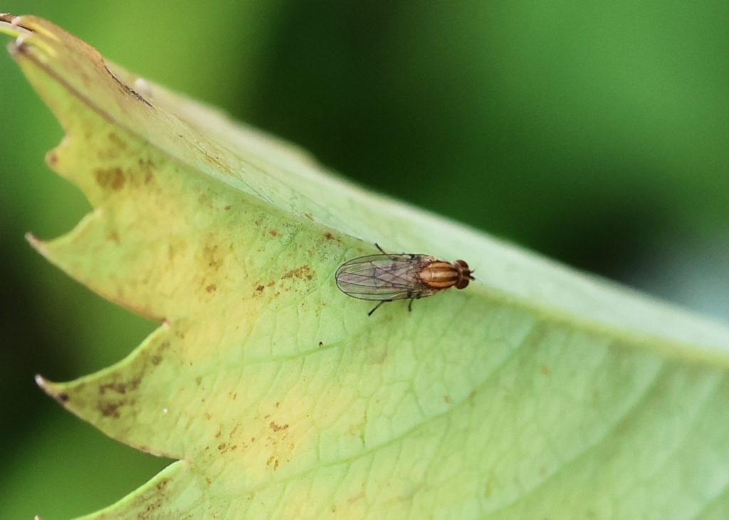 Sapromyza sp. (genus) at Wodonga, VIC - 13 Nov 2022