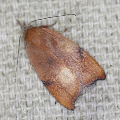Tortricopsis uncinella (Wingia group) at O'Connor, ACT - 6 Nov 2022 by ibaird