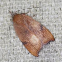 Tortricopsis uncinella (A concealer moth) at O'Connor, ACT - 6 Nov 2022 by ibaird