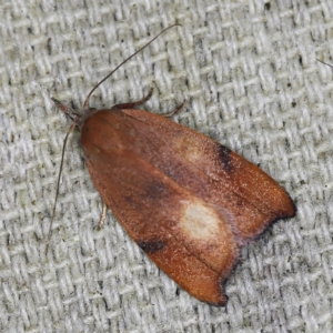 Tortricopsis uncinella at O'Connor, ACT - 6 Nov 2022