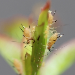 Macrosiphum rosae at Wodonga, VIC - 13 Nov 2022