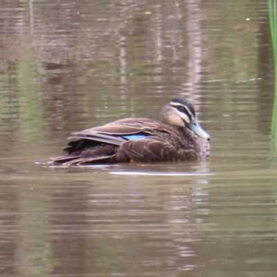 Anas superciliosa (Pacific Black Duck) at Kambah, ACT - 13 Nov 2022 by MatthewFrawley