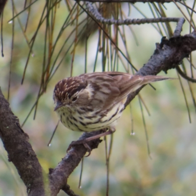 Pyrrholaemus sagittatus (Speckled Warbler) at Mount Taylor - 13 Nov 2022 by MatthewFrawley