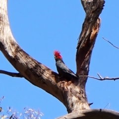 Callocephalon fimbriatum (Gang-gang Cockatoo) at Molonglo Valley, ACT - 11 Nov 2022 by CathB