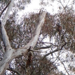 Callocephalon fimbriatum at Molonglo Valley, ACT - suppressed