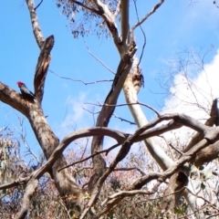 Callocephalon fimbriatum at Molonglo Valley, ACT - suppressed