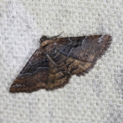 Aporoctena undescribed species (A Geometrid moth (Ennominae)) at O'Connor, ACT - 6 Nov 2022 by ibaird