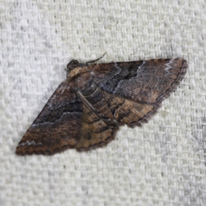 Aporoctena undescribed species at O'Connor, ACT - 6 Nov 2022