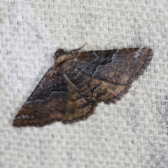 Aporoctena undescribed species (A Geometrid moth) at O'Connor, ACT - 6 Nov 2022 by ibaird