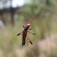 Amphirhoe sloanei (Longicorn or Longhorn beetle) at Mount Painter - 9 Nov 2022 by CathB