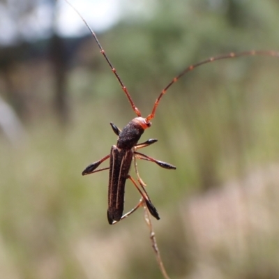 Amphirhoe sloanei (Longicorn or Longhorn beetle) at Mount Painter - 9 Nov 2022 by CathB