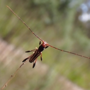 Amphirhoe sloanei at Cook, ACT - 9 Nov 2022 01:55 PM