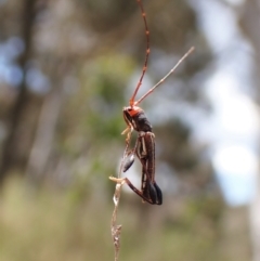 Amphirhoe sloanei at Cook, ACT - 9 Nov 2022 01:55 PM