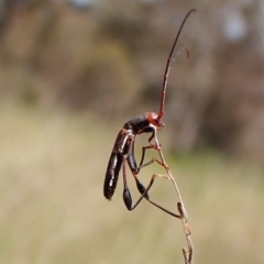 Amphirhoe sloanei at Cook, ACT - 9 Nov 2022 01:55 PM