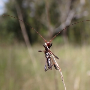 Amphirhoe sloanei at Cook, ACT - 9 Nov 2022 01:55 PM