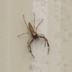 Helpis minitabunda (Threatening jumping spider) at Macarthur, ACT - 13 Nov 2022 by RodDeb