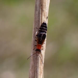 Carphurus sp. (genus) at Cook, ACT - 9 Nov 2022