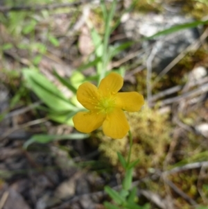 Hypericum gramineum at Burrinjuck, NSW - 12 Nov 2022 09:54 AM