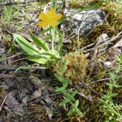 Hypericum gramineum at Burrinjuck, NSW - 12 Nov 2022 09:54 AM