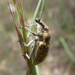 Larinus latus (Onopordum seed weevil) at Mount Painter - 9 Nov 2022 by CathB